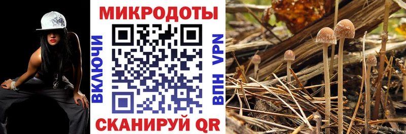 Псилоцибиновые грибы Cubensis  как найти закладки  mega ССЫЛКА  Болотное 